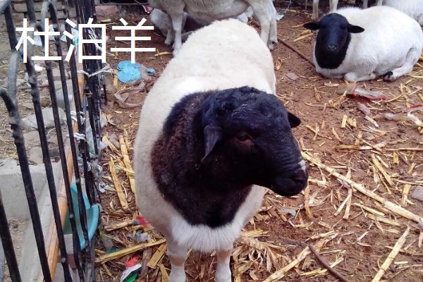 长得又快又大的羊是什么,努比亚山羊是我国生长最快和最大的品种