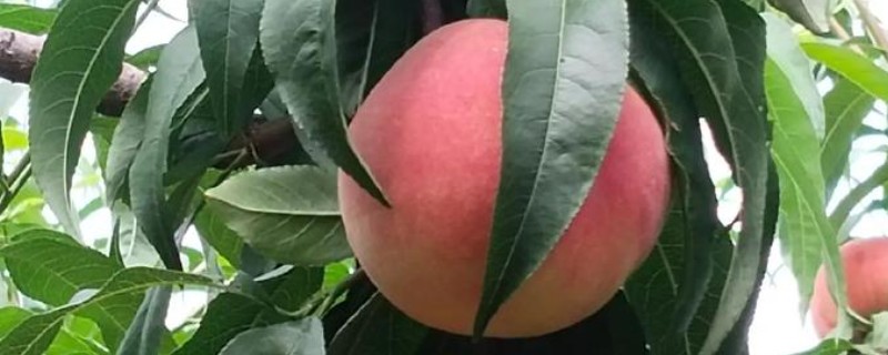 北京八号桃品种简介，单果重300克左右
