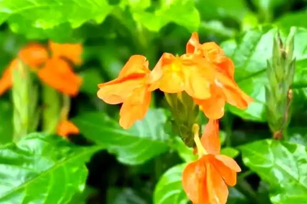 鸟尾花的存活时间,一般可以存活3年以上