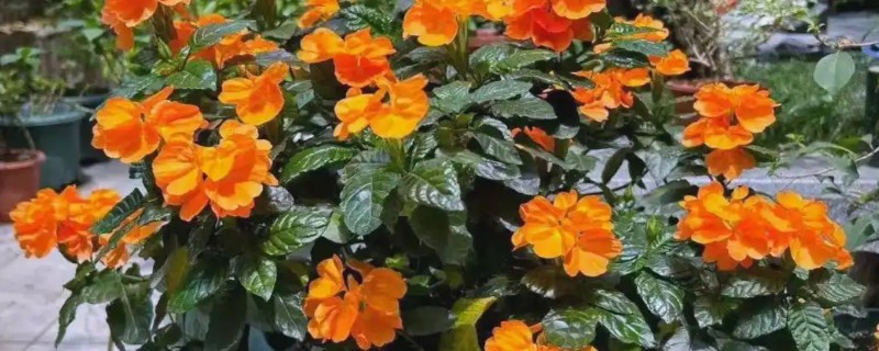 鸟尾花叶子蔫了如何处理，缺少光照要转移到室外晒光