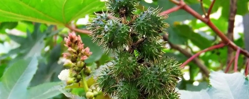 蓖麻的高产种植技术，通常在惊垫至立夏播种