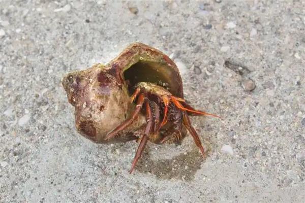 寄居蟹有没有寄生虫,寄居蟹有寄生虫