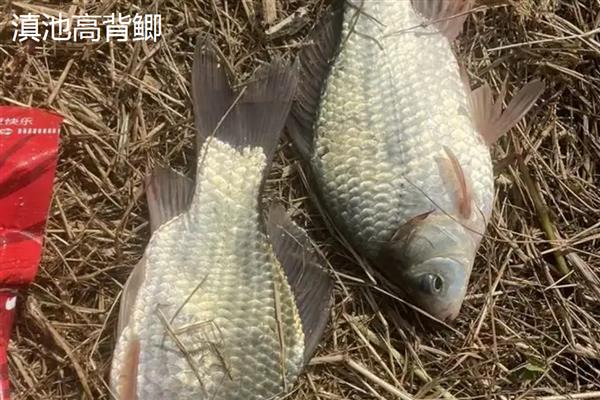 鲫鱼的品种,常见的有土鲫鱼、滇池高背鲫等