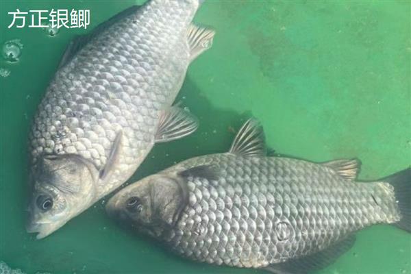 鲫鱼的品种,常见的有土鲫鱼、滇池高背鲫等