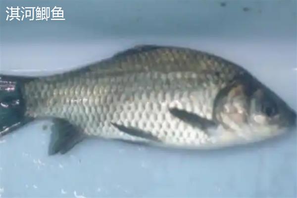 鲫鱼的品种,常见的有土鲫鱼、滇池高背鲫等