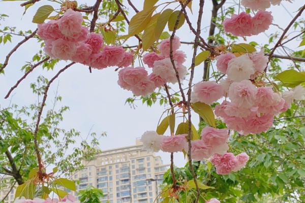 武汉樱花的开放时间,在3月中旬盛开