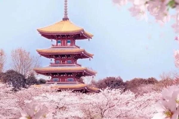 武汉樱花的开放时间,在3月中旬盛开
