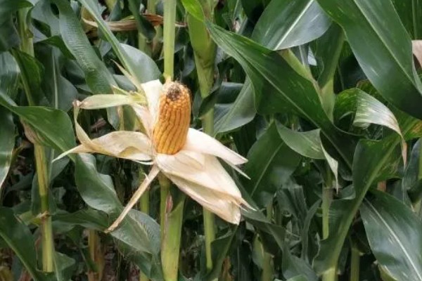 金玉506玉米简介,出苗至成熟117天