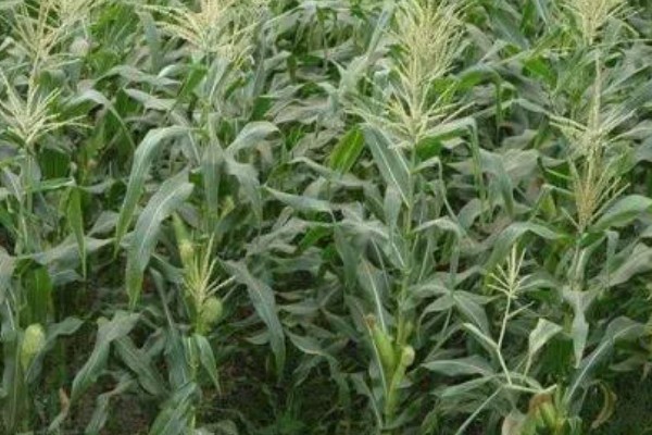 金玉506玉米简介,出苗至成熟117天