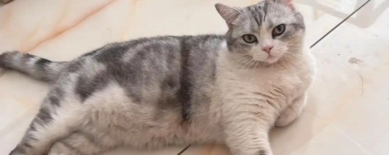 猫有哪些应激反应，受到惊吓或刺激后会应激