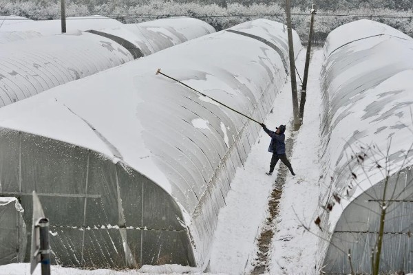 大棚蔬菜遇雪灾如何解难，需及时修复加固大棚