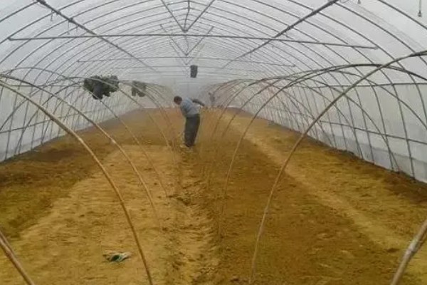 大棚蔬菜遇雪灾如何解难，需及时修复加固大棚