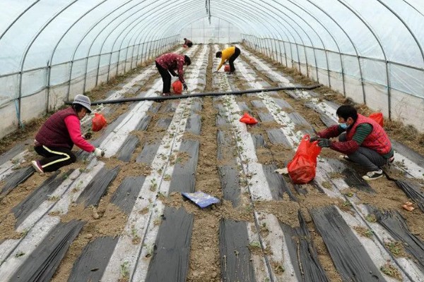 大棚蔬菜遇雪灾如何解难，需及时修复加固大棚