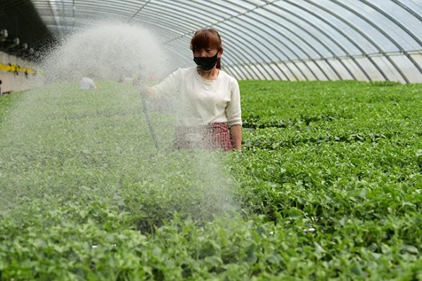 大棚蔬菜遇雪灾如何解难，需及时修复加固大棚