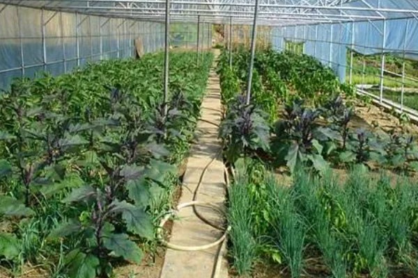 大棚蔬菜遇雪灾如何解难，需及时修复加固大棚