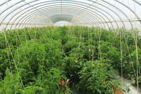 大棚蔬菜遇雪灾如何解难，需及时修复加固大棚