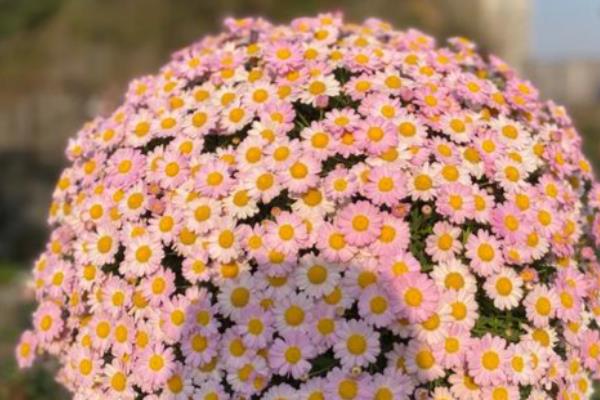 玛格丽特花的品种有哪些,有粉色喷点、粉绣球等