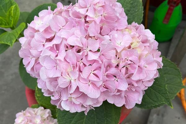 玛格丽特花的品种有哪些,有粉色喷点、粉绣球等