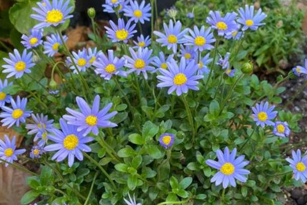 玛格丽特花的品种有哪些,有粉色喷点、粉绣球等
