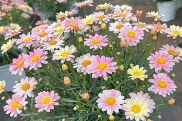 玛格丽特花的品种有哪些,有粉色喷点、粉绣球等