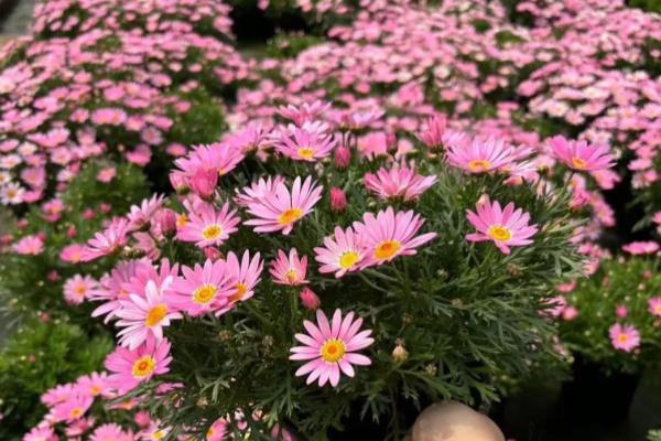 玛格丽特花的品种有哪些,有粉色喷点、粉绣球等
