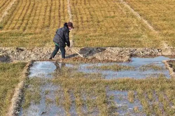 生物肥有哪些,常见的有根瘤菌肥、固氮菌剂等