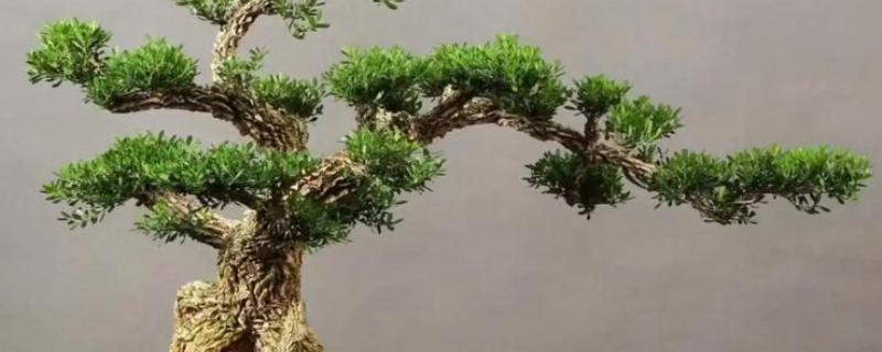 雀舌黄杨的修剪方法，摘除顶端的枝叶可以控制株高