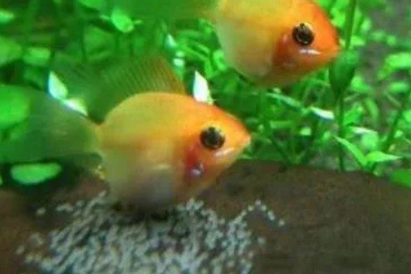 金鱼不产卵会憋死吗,有可能会被憋死