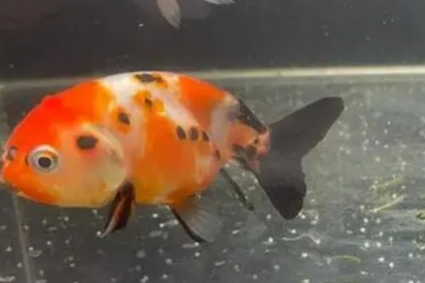 金鱼不产卵会憋死吗,有可能会被憋死