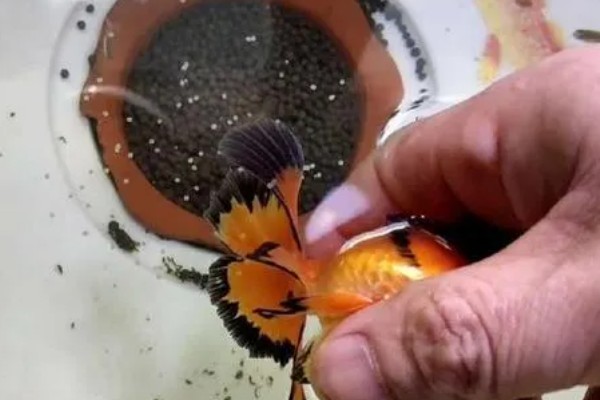 金鱼不产卵会憋死吗,有可能会被憋死