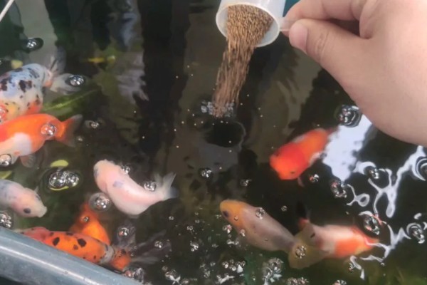 金鱼不产卵会憋死吗,有可能会被憋死