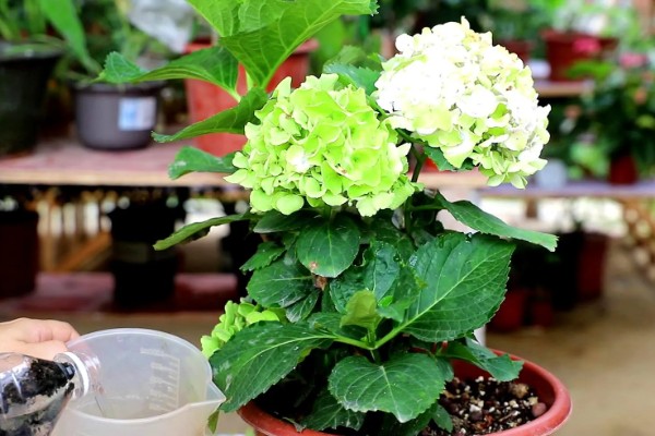 冬天怎么养绣球花,要做好保温措施