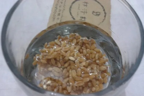 小麦黑节病的危害,叶片染病初生水渍状条斑