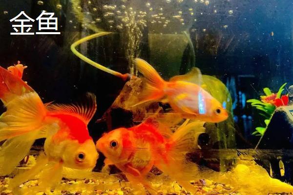 新手适合养什么金鱼,推荐草金鱼、和金金鱼等