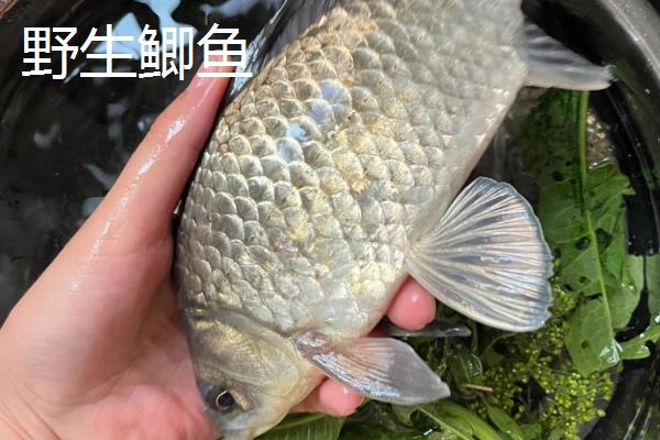 新手适合养什么金鱼,推荐草金鱼、和金金鱼等