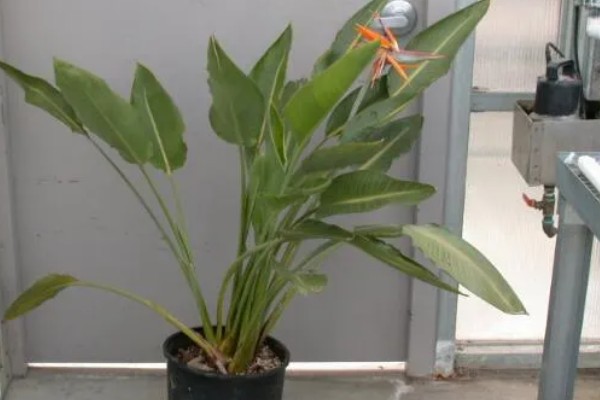 让天堂鸟开花的方法,温度要保持在15-25℃