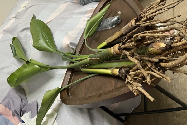 让天堂鸟开花的方法,温度要保持在15-25℃
