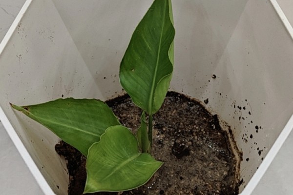 让天堂鸟开花的方法,温度要保持在15-25℃