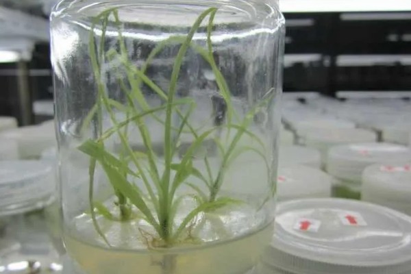 让天堂鸟开花的方法,温度要保持在15-25℃