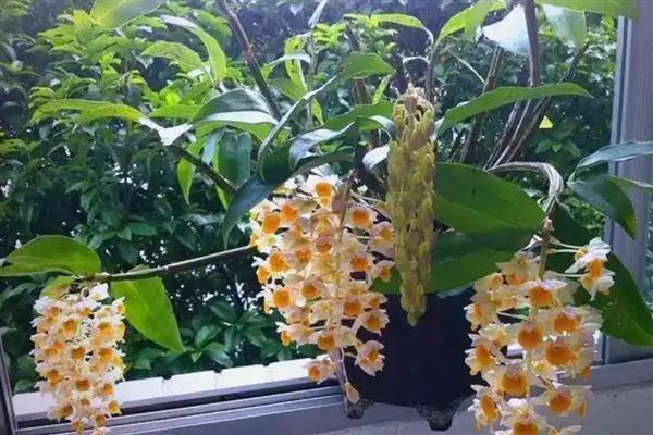 球花石斛如何栽种,栽种初期需要放在阴凉处养护