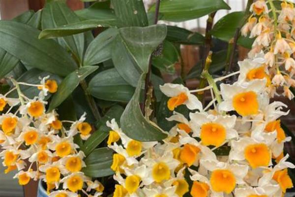 球花石斛如何栽种,栽种初期需要放在阴凉处养护