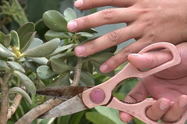 玉树怎么养殖,夏季要放在阴凉处