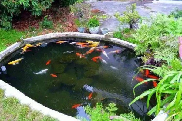锦鲤鱼池的清洁方式,鱼池内安装一个循环过滤系统