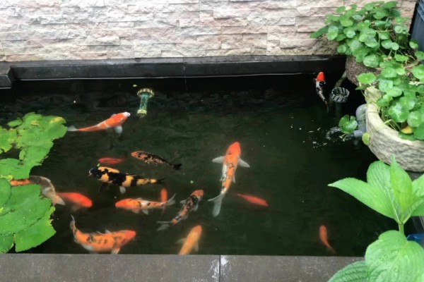 锦鲤鱼池的清洁方式,鱼池内安装一个循环过滤系统