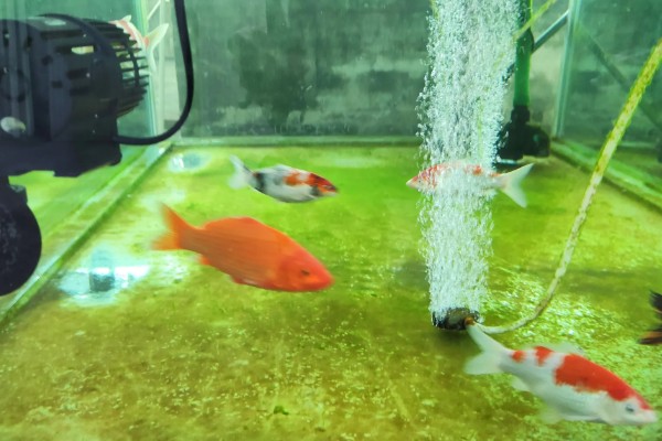 锦鲤鱼池的清洁方式,鱼池内安装一个循环过滤系统