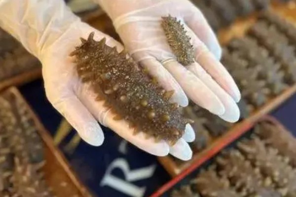 海参的挑选方法,品质好的海参呈灰褐色或黑褐色