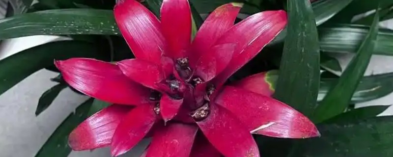 水塔花的花期，在春季才会开花