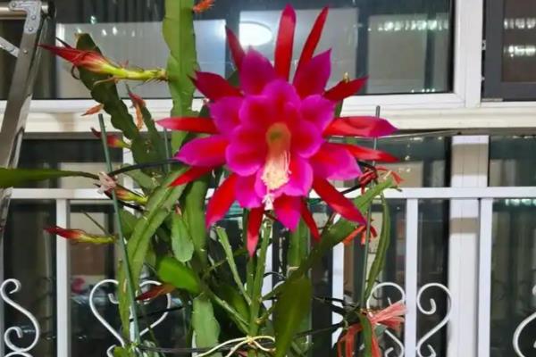 令箭荷花如何养护,喜欢生长在温暖环境中
