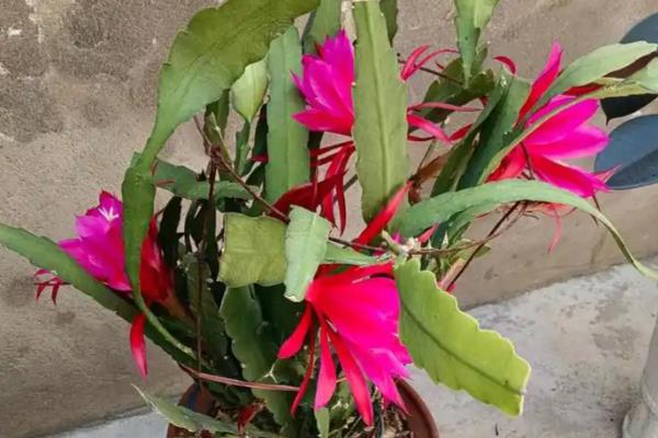 令箭荷花如何养护,喜欢生长在温暖环境中
