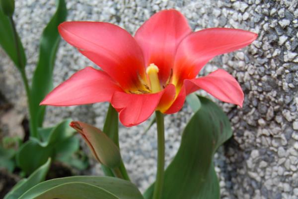 令箭荷花如何养护,喜欢生长在温暖环境中